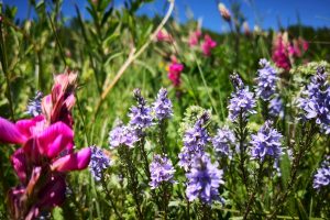 Apartment Mont Rose Header Image