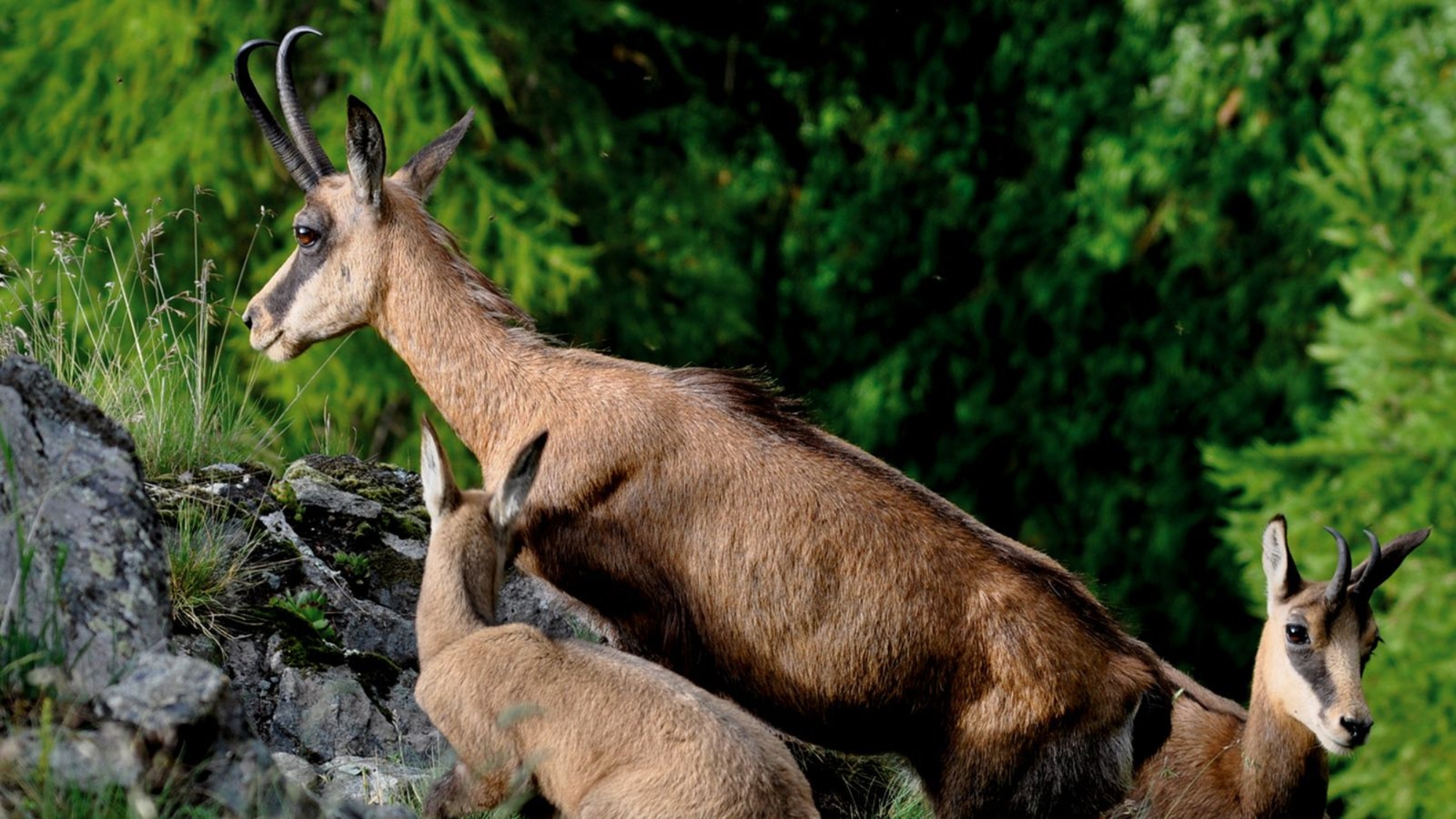 Nature activities in Valtournenche and Cervinia_11