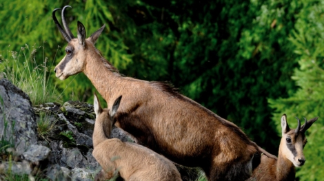 Nature activities in Valtournenche and Cervinia_11