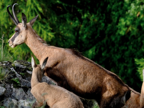 Nature activities in Valtournenche and Cervinia_11