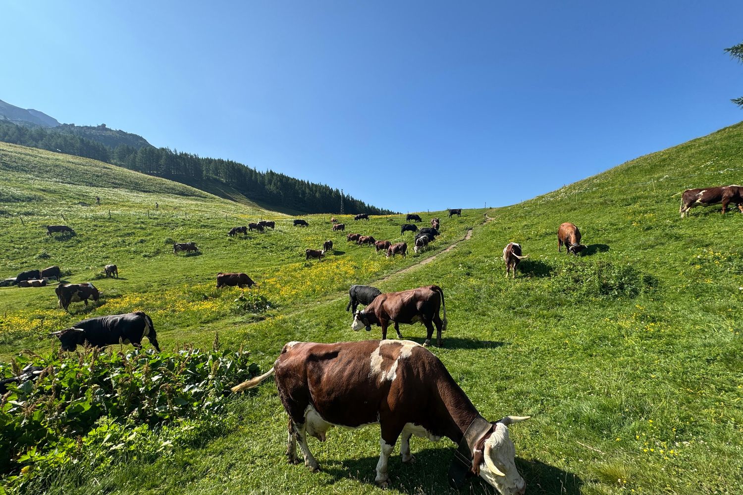 Brown and black cows scattered across lush alpine hillsides with wildflowers and mountain views near Valtournenche in the Cervinia region.