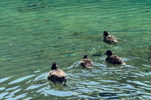 Close-up of ducks swimming in the transparent waters of  alpine Blu lake near the Matterhorn in summer.