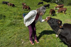 Woman gently greeting a young cow with a bell in a mountain pasture full of grazing cattle and summer flowers.