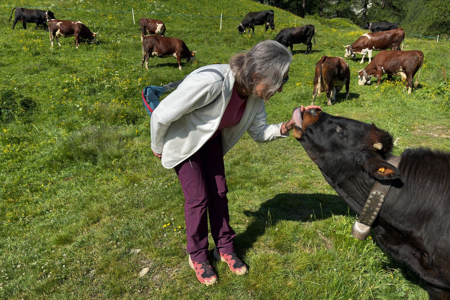 Woman gently greeting a young cow with a bell in a mountain pasture full of grazing cattle and summer flowers.