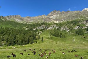 Herd of cows grazing on a vibrant green alpine meadow below rugged mountain ridges under a clear blue sky